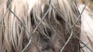 Tulsa SPCA rescues dozens of dogs from a puppy mill near OKC