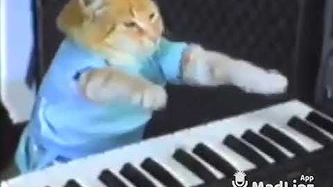 Kissa soittaa pianoa ja laulaa kauniisti