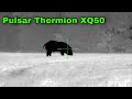Pulsar Thermion XQ50 | 16 Hogs 2 Coyotes **6.5 GRENDEL DROPS**