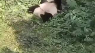 Sevinçten Yuvarlanan Panda