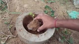 How to Grow Tamarind on the Rock from Seed || Grow Tamarind Bonsai || Bonsai tips