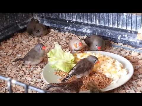 Video: Txhua Yam Txog Finches Thiab Canary