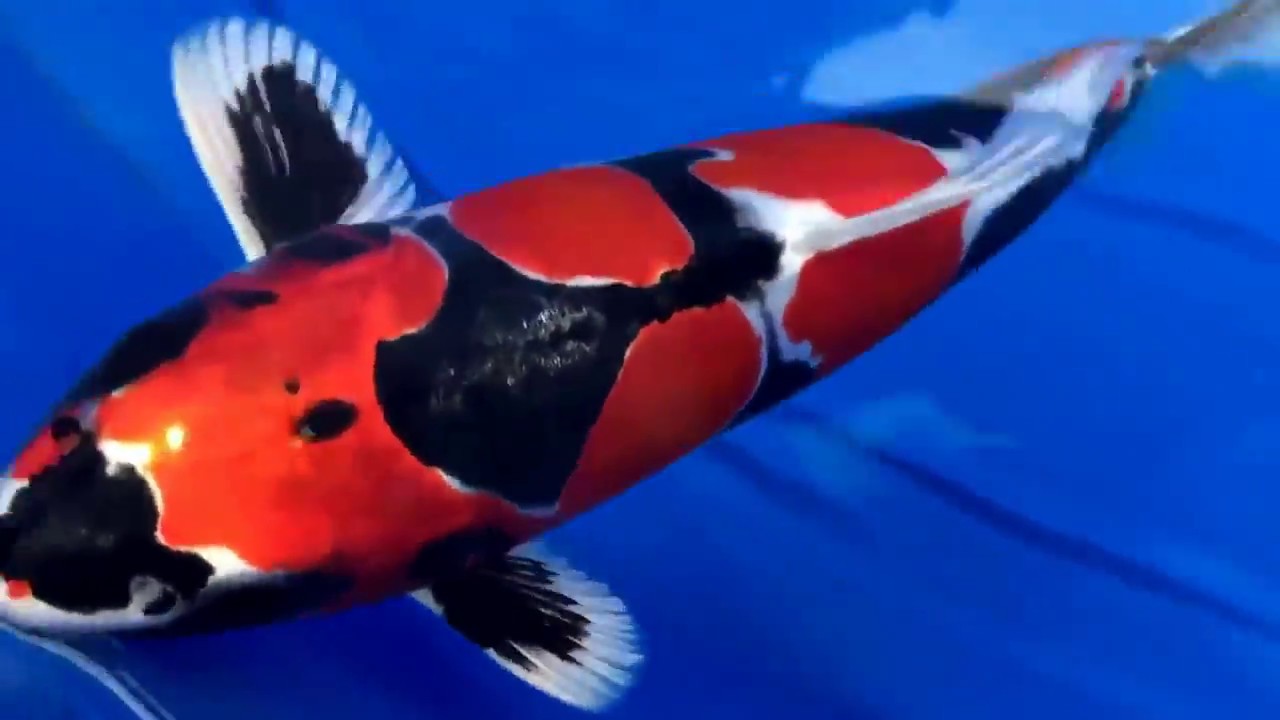 Best Koi fish Price 2,2 milion USD ( Junior Koi 2017 in Japan ) - YouTube