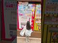 133cmの大人が見る景色✨