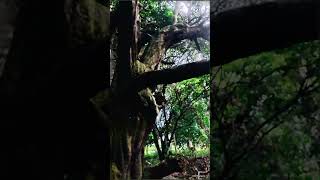 #Amazonas
