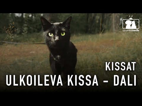 Video: Kissat Eivät Ole Pieniä Koiria