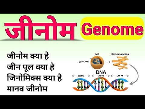 वीडियो: मानव जीनोम किससे बना है?