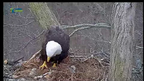 DHEC, Feeding DH5 and Getting PS'd on, 030818