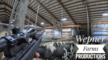 Dairy Chores With A Twist Of Bird Extermination!