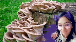 Эксперимент Лесные грибы в квартире \ Диана Эпатаж