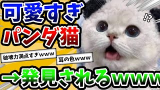 【2ch動物スレ】パンダみたいな猫さんの可愛さがヤバすぎた件