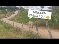 BOI BRAVO NÃO DEIXA NINGUÉM PASSAR NA ESTRADA 🐂