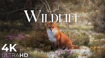Wildlife Animals Relaxation Film 4K - Peaceful Relaxing Music - 4k Video UltraHD