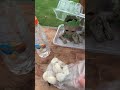 Veg & flower 💐 Isolation ideas