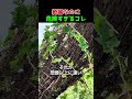 なぜツタの蔓を全部摘み取るのだろうか？