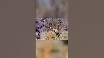Спасение Койота
