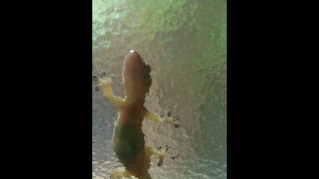 沖縄の守護神 家守 ヤモリ 沖縄方言 ウチナーグチ で ヤールー Youtube