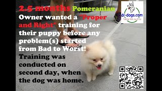 2.5 months Pomeranian 狐狸狗 Owner wanted a 'Proper and Right' training by Stanley Koh 85 views 1 year ago 4 minutes, 35 seconds
