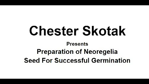 Chester Skotak - Neoregelia Seed Prep 8 3 2021