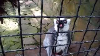 Кошачий лемур ужинает и чавкает за оба уха))) Сказка. Кошачий лемур ужинает и чавкает за оба уха))) Сказка.