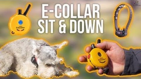 E-Collar Training SIT & DOWN