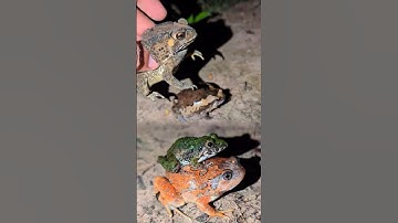 Toad drop Bullfrog Funny | Catch Frog Funny for Laugh | Animal for Fun | Funny Frog | Froggy