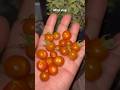 mini tomato🍅#minivlog #youtubeshorts #homecooked #ashortaday #shortvideo #grwm #shorts #food #yt