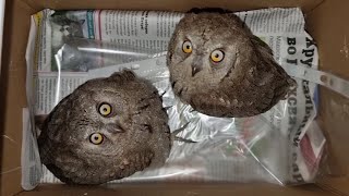 We have released Scops owls into the wild where tanks are afraid to go! You did it!