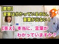 「言葉は分かっているのに、言葉が出ないのはなぜ？」にお答えします！具体的な対応方法もご紹介します！
