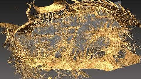 Drosophila melanogaster tracheal system (synchrotron x-ray phase contrast microtomography SR-µCT)