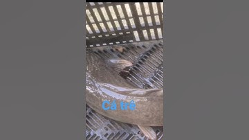 câu cá rô được con cá trê to#
