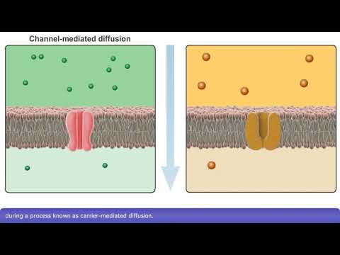 Video: Kokie yra baltymų nešikliai, padedantys palengvinti difuziją?