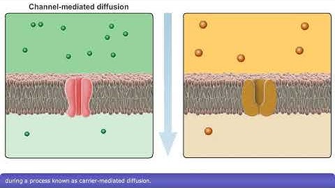 Detailed Animation on Facilitated Diffusion