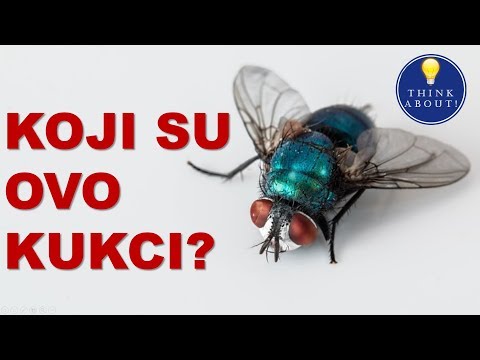 Video: Da li su leptiri bube ili insekti?