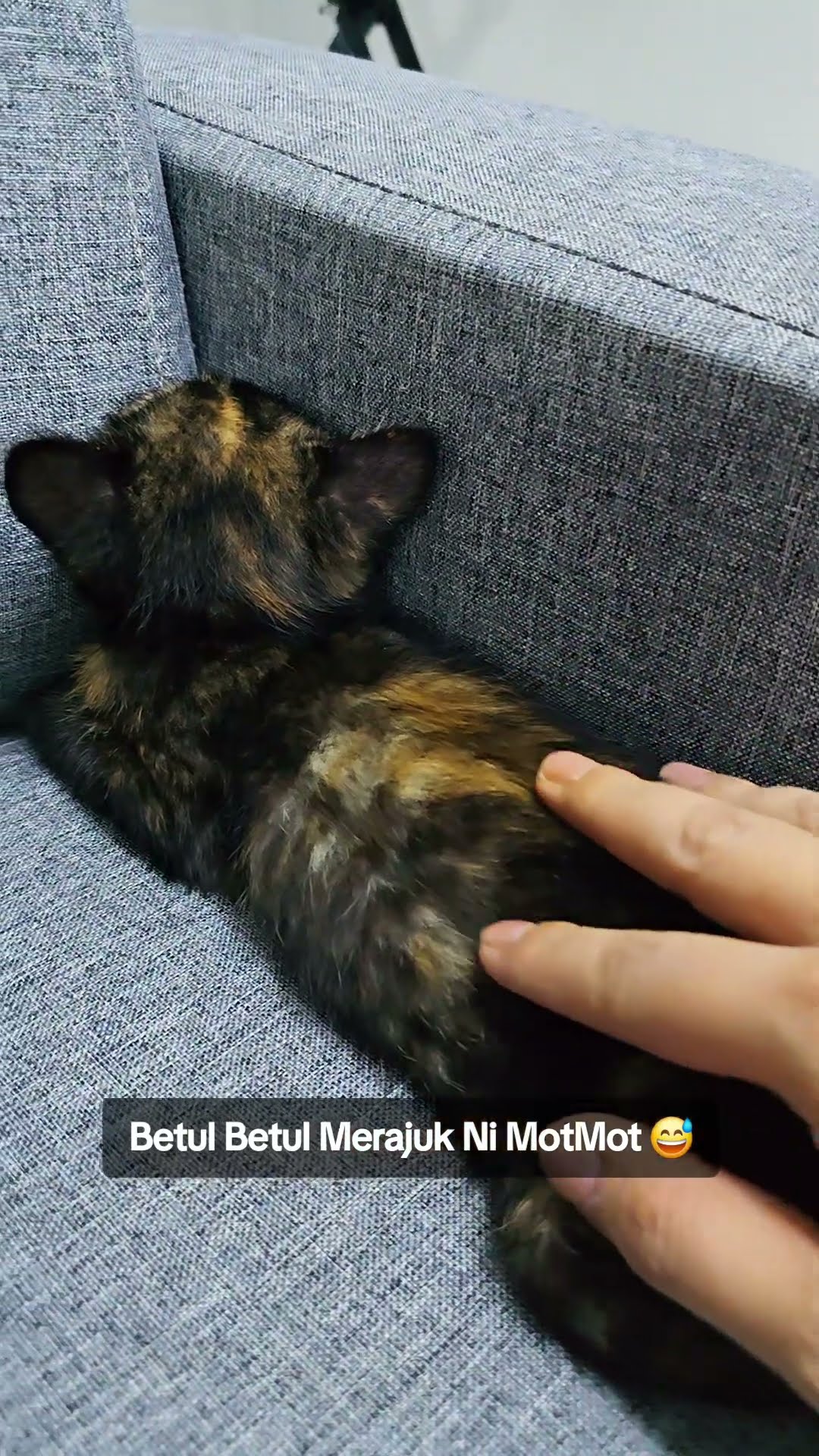 Pt 71 | kuat merajuk la motmot #yenyen #motmot #pencintakucing # ...
