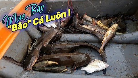 Trúng Rồi ! Cá Ngát, Cá Tráp, Cá Úc Quá Nhiều Cá | Gia Đình Cần Giờ .365 |