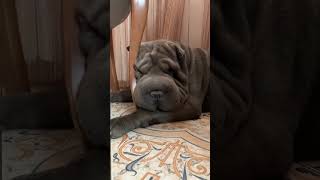 Walking for two hours and now so tired Sharpei