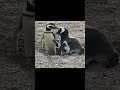 Penguins: nothing can stand in a way of love ❤️ #humor #vtipne #funny #penguins #funnymemes