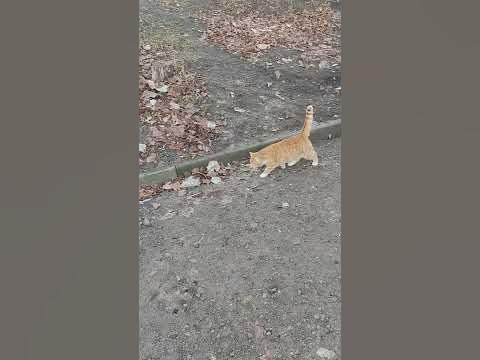Рижі котики😊 - YouTube