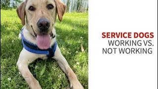 Tasks and behavior: Working Vs Not working by My Service Dog and Me 1,860 views 2 years ago 7 minutes, 51 seconds