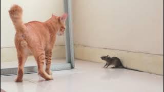 kucing mainan tikus