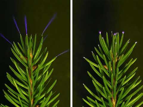 Сяючий ліс: вчені підтвердили, що дерева випромінюють крихітні електричні спалахи під час штормів