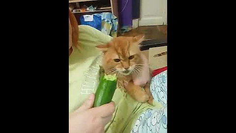 Кот Алексей ест огурец и злится