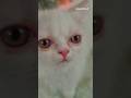 CuteKittens 😸#cutekitty #catlovers #meow #playingcat #persiancat #kitten #amaanvibes #catshorts