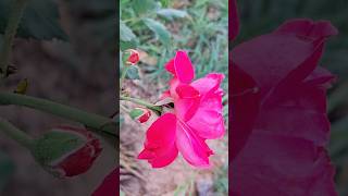 rose flowers blooms 🌹 || #nature #flowers #rose #gulab #garden #shortsfeed #gardening #blooming