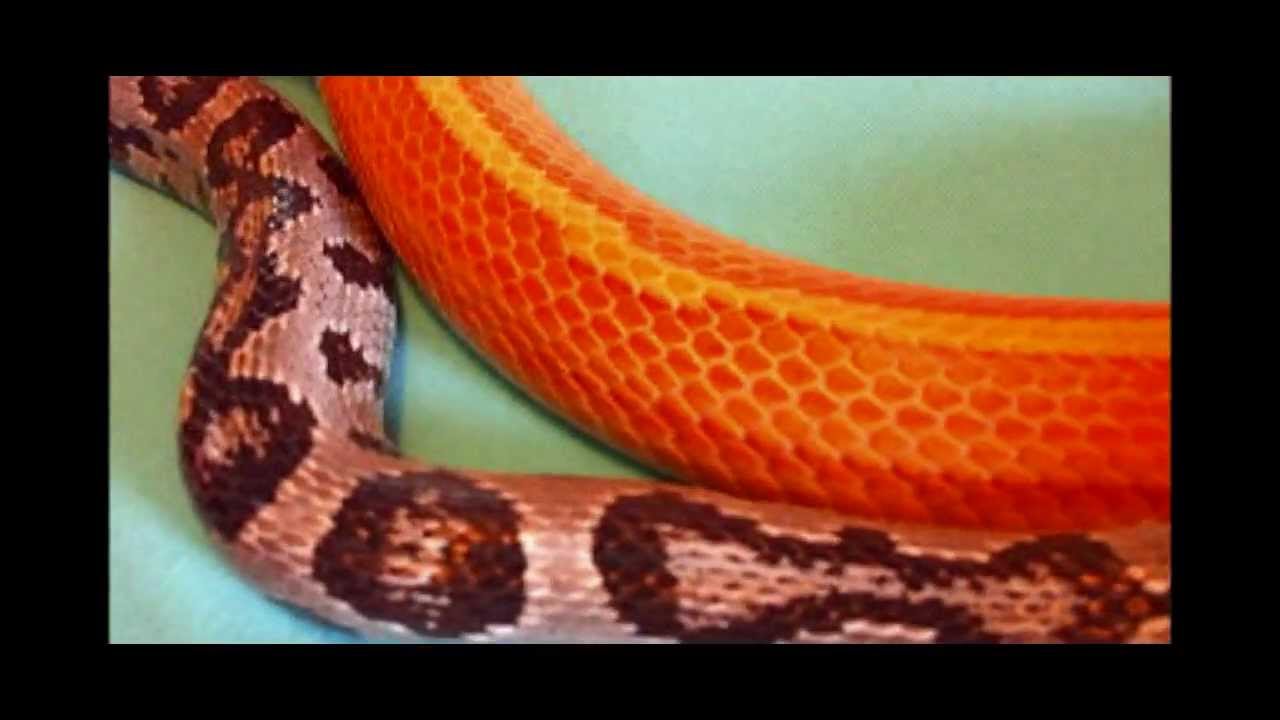 beautycon The Beauty of Snakes ~ Ribbon & Zorro