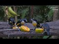 Spot-crowned Barbets Party At The Panama Fruit Feeders – Jan. 5, 2024
