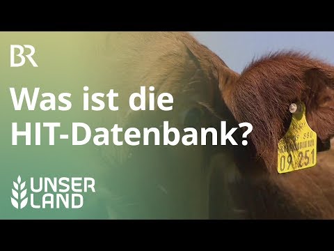 HIT- Datenbank für Rinder | Unser Land | BR Fernsehen