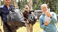 Don't Plant Fruit Trees Until You Watch This - Raintree