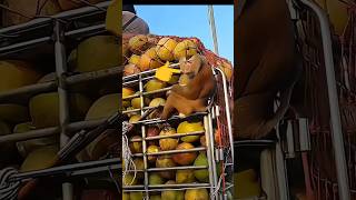 বানর চাকরি করছে ! 😱 #facts #banglafacts #monkey #tiktok